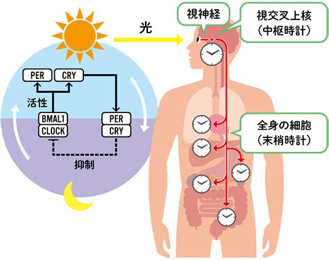 視交叉城郭|時間差を捉える哺乳類体内時計中枢